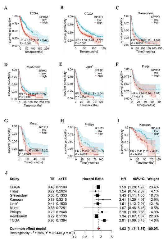 Kaplan–Meier survival curves across nine glioma cohorts comparing high vs. low SPHK1 expression, with hazard ratios indicated for each dataset; bottom panel shows a meta-analysis forest plot summarizing the increased death risk associated with high SPHK1.
